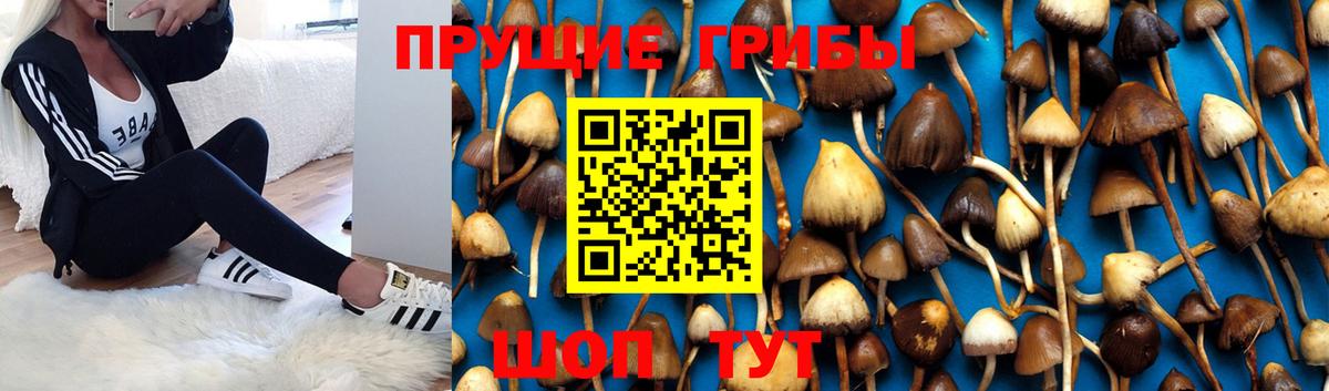 Медногорск  Галлюциногенные грибы GOLDEN TEACHER  Галлюциногенные грибы прущие грибы  Вход с VPN 